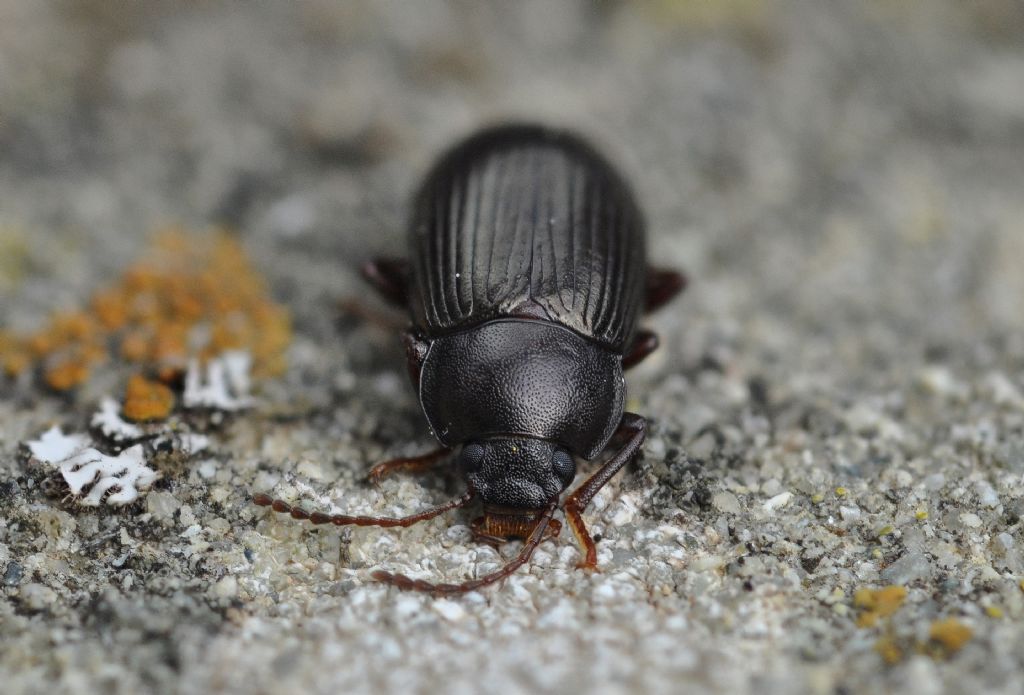 Tenebrionidae: Nalassus dermestoides o N. dryadophilus